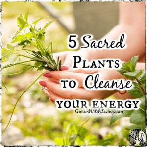 5 Sacred Plants to Cleanse Your Energy, Green Witch Living