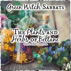 Green Witch Sabbats, The Plants and Herbs of Beltane, Green Witch Living