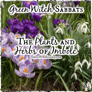 Green Witch Sabbats: The Plants and Herbs of Imbolc | Green Witch Living