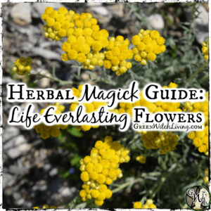 Life Everlasting Flowers: Herbal Magick Guide
