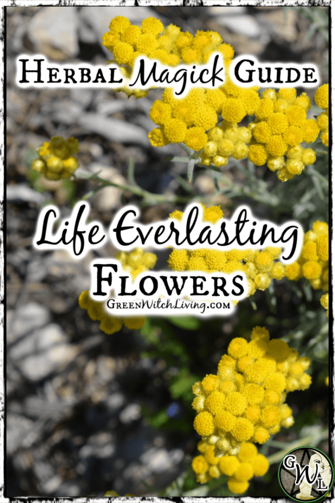 Life Everlasting Flowers: Herbal Magick Guide for Green Witches